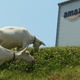 Illustration for article titled Goats Work at Amazon Japan. Like, Actual Goats.
